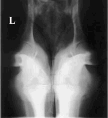 Canine Xray